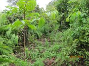 Planting line